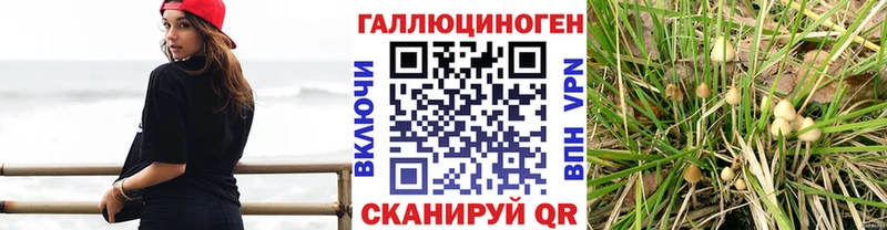 дарнет шоп  Вичуга  Псилоцибиновые грибы MAGIC MUSHROOMS 